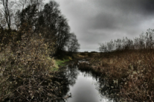 Лесная речка