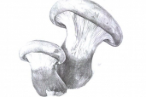 изображения для энциклопедии грибов