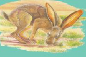 Курсовая "Эндемики Северной Америки"