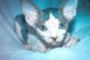 Работа 2987135