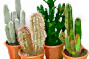 кактусы акварелью