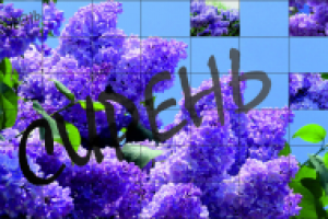 Плакат Сирень