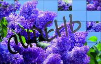 img2504516.png