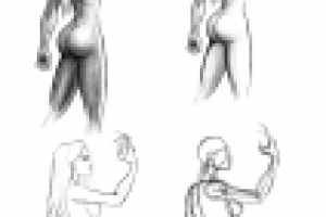 Поэтапное рисование, с прорисовкой анатомической конструкции