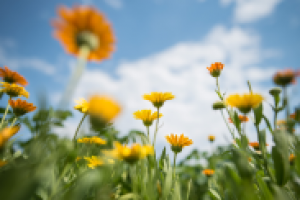 Работа 2870849