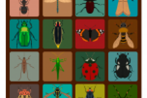 insects