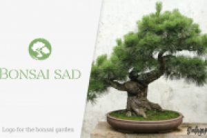 Bonsai sad