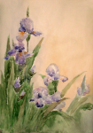 Ирисы. Акварель.