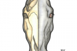 Голова лошади с черепом