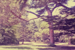 Работа 1529114