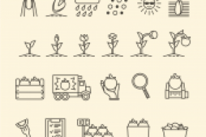 Производство овощей с поля до прилавка