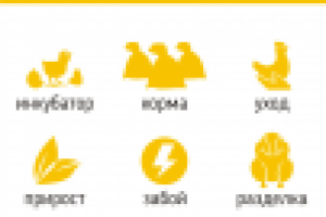 Пиктограммы для каталога мяса птицы