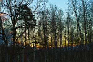 Весенний вечер