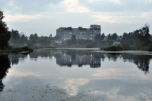 Пруд в сумерках