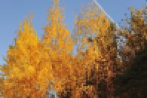 Осенний лес