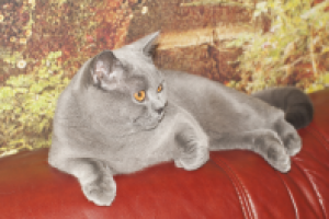 Кот на диване