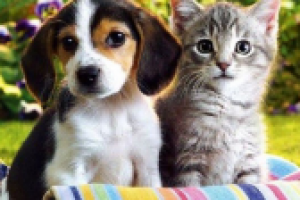 Магия собак и кошек