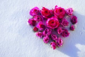 розы на снегу