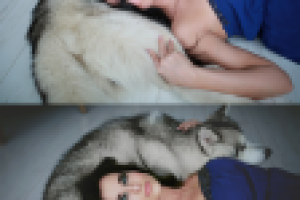 Ретушь фото с хаски