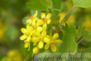 Смородина...