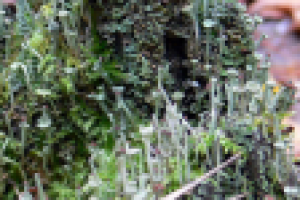 Мир мохообразных