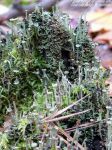 img378430.png