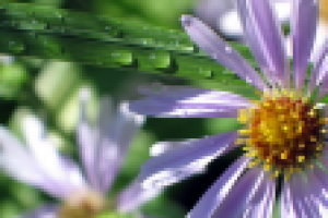 Летний дождь