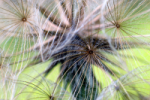 Волшебный мир одуванчикоподобных