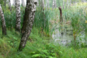 Одичавшая тыква