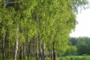 Березы в черно-белых платьях...