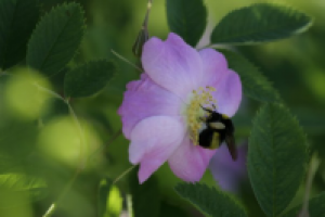 мохнатый шмель