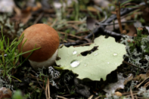 подосиновик