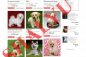 СЕРИЯ СТАТЕЙ для сайта PETSHOP (описание пород собак)