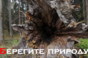 Социальный ролик о вырубке лесов