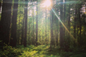 Ключевые слова: экологическая грамотность, зеленый образ жизни