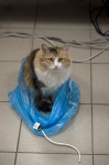 Кошка в серверной