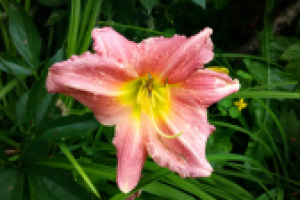 Работа 2918163