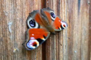 Павлиний глаз