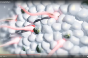 Spermatogenic epithelium