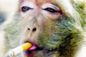 Польза курения