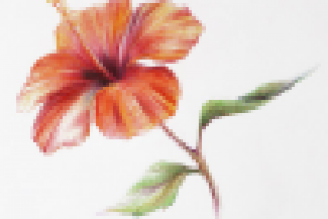 Китайская роза. Цв. карандаши