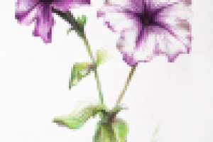 Цветок. Цв. карандаши