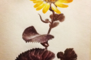 Ботаническая акварель