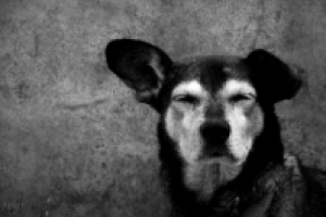 Работа 1624699