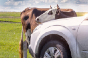 Любопытная корова