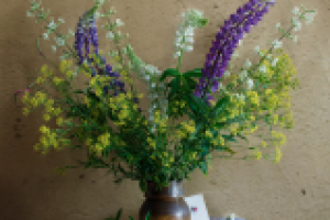 Полевые цветы