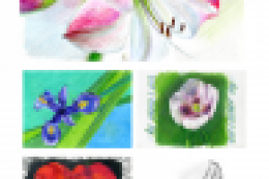 Рисунки цветов для набора открыток