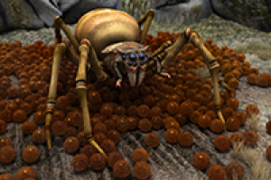 Паук-гнилец в гнезде