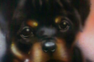 Работа 1697338