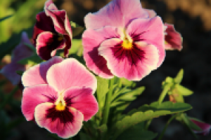 Выращивание анютиных глазок из семян